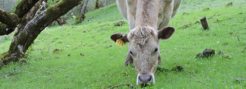 Cow grazing at Taylor Mountain