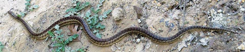 gopher snake