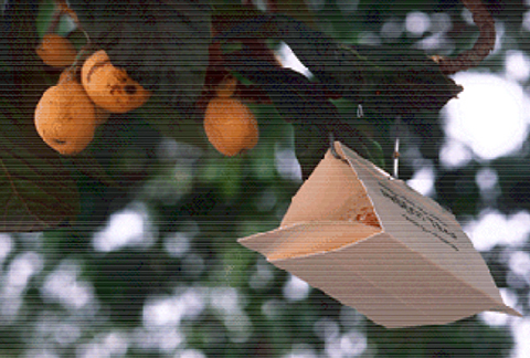Mediterranean Fruit Fly trap in a tree
