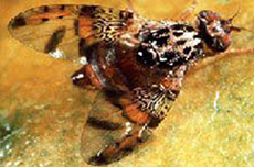 Mediterranean Fruit Fly