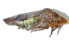 Glass Winged Sharpshooter adult