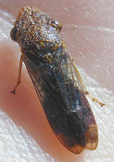 Glass Winged Sharpshooter
