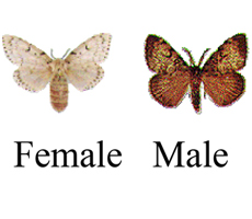 Adult Gypsy Moth 