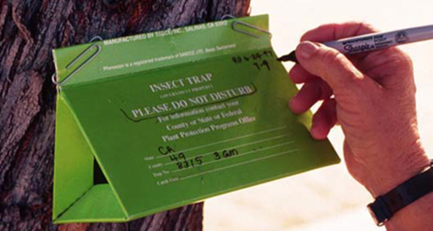 gypsy moth trap
