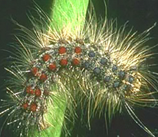 Gypsy Moth Larvae
