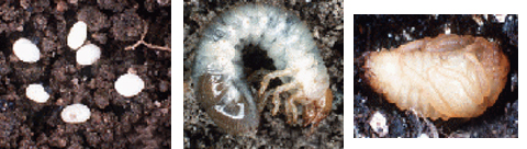 Japanese beetle live cycle