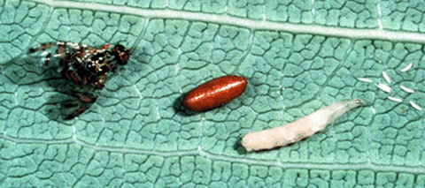 Mediterranean Fruit Fly lifecycle