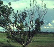 phony peach disease