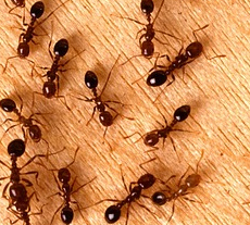 Red fire ants