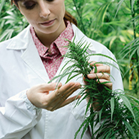 Scientist Checking Hemp Flowers 195.jpg