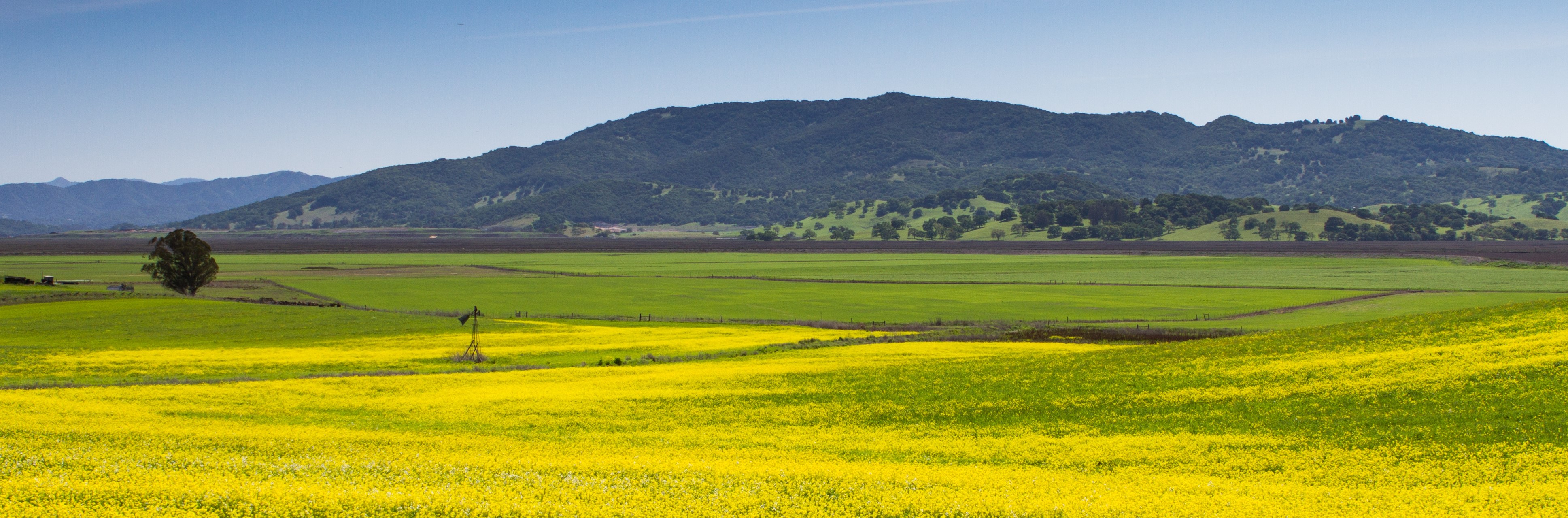 Rolling grassy hills with mustard flowers blooming in Sonoma County