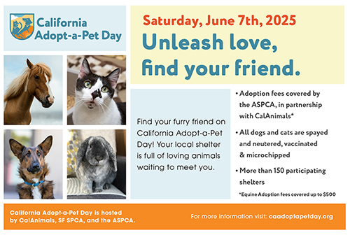 California Adopt a Pet English